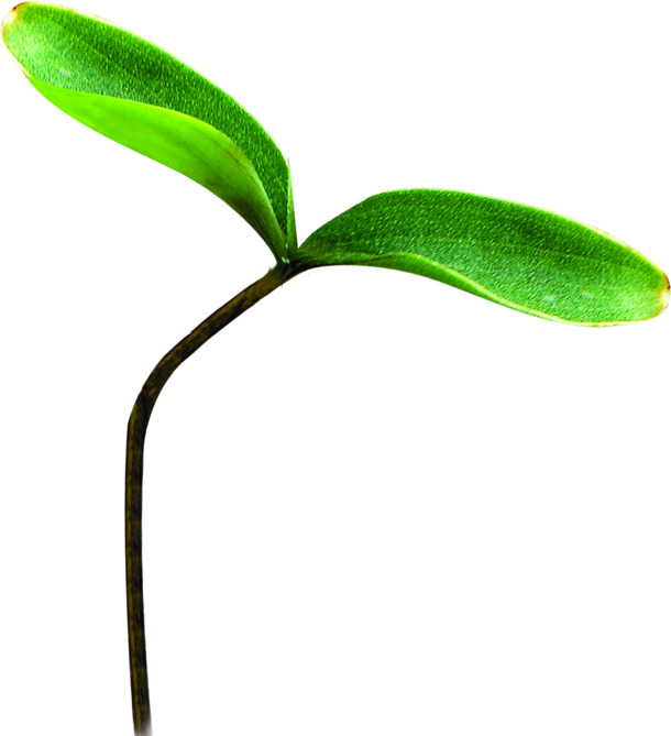 高清PNG透明绿色发芽树叶，寓意希望与生机，创意植物图片素材下载