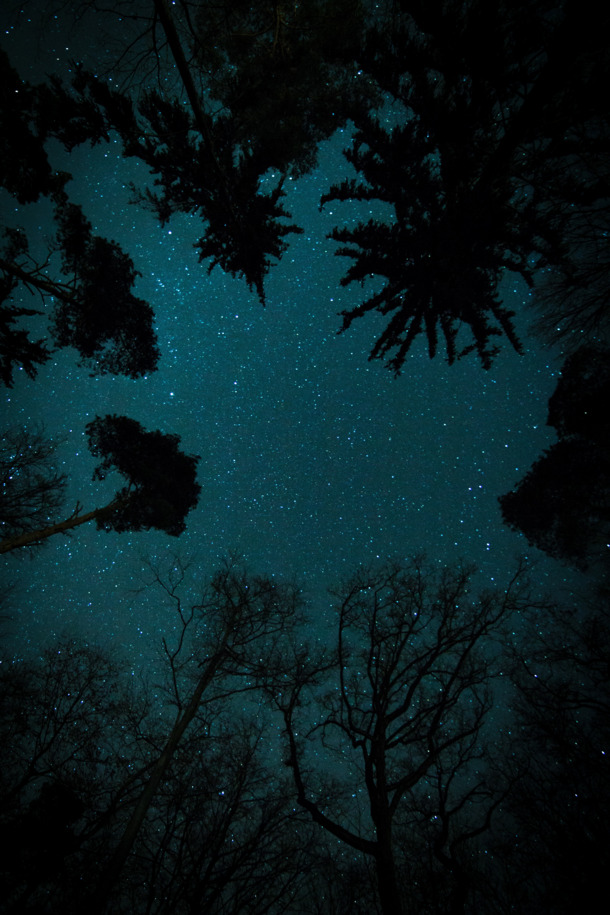 梦幻星空树PNG透明背景，高清抽象设计素材，免费下载