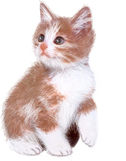 手绘小花猫PNG透明图片，高清卡通元素，设计素材免费下载