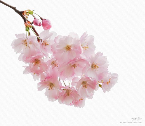 樱花PNG透明素材，高清漂浮花瓣图片，设计元素一键下载