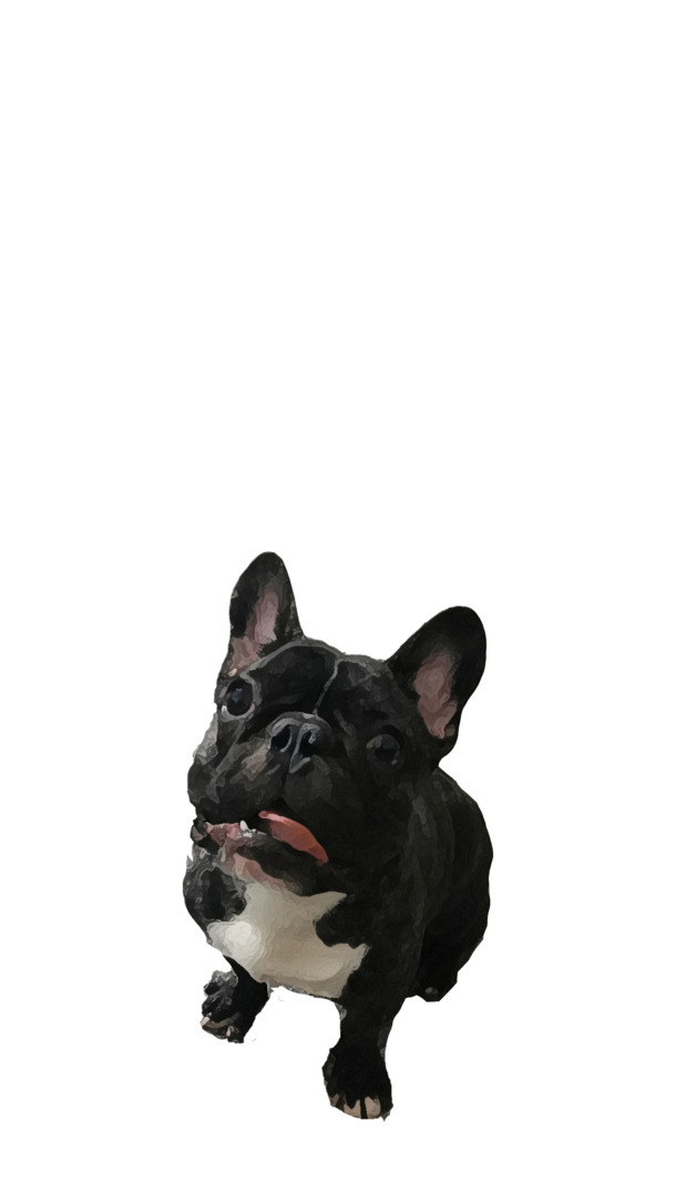 黑色法国斗牛犬PNG透明图，高清动植物元素，动物设计素材下载