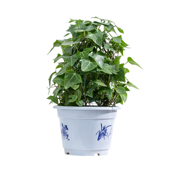 常春藤绿植PNG透明图，塑料盆设计素材，高清下载