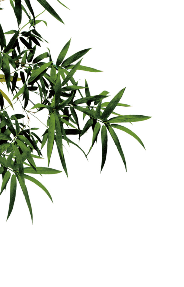 竹子PNG透明图片，高清动植物元素，植物设计素材免费下载