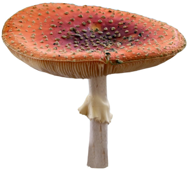魔化梦幻氛围图片，高清蘑菇PNG透明素材，植物装饰元素设计下载
