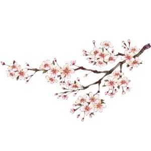 中国风水墨梅花PNG高清透明图，精美装饰笔触设计素材免费下载