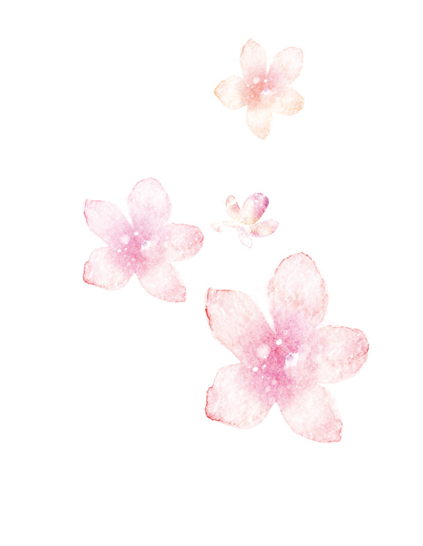 教师节献礼，粉色花朵PNG透明图，高清花瓣PSD设计素材免费下载