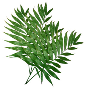 高清绿色植物叶子PNG素材，透明漂浮元素，设计必备下载