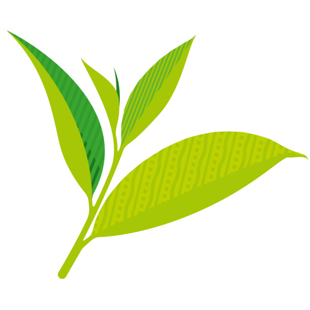 绿茶茶叶矢量插画，高清PNG透明手绘卡通图，AI格式设计素材下载