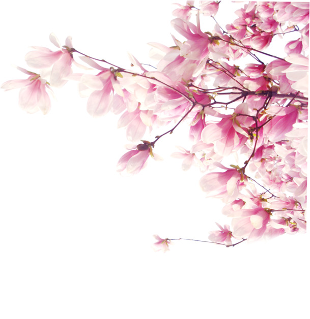 高清桃花边角PNG素材，透明漂浮花瓣图片，设计必备，免费下载