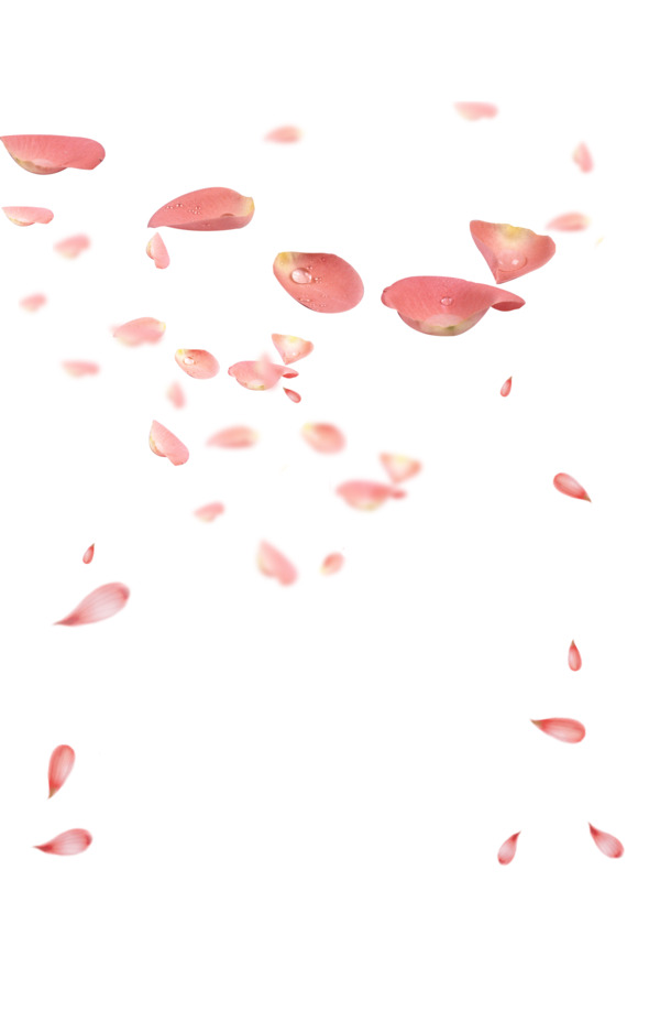 情人节玫瑰花瓣PNG透明素材，高清漂浮元素设计图片免费下载