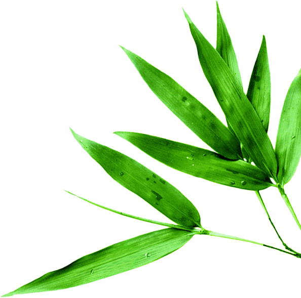 端午节竹叶高清PNG透明图片，精美装饰元素，植物设计素材下载