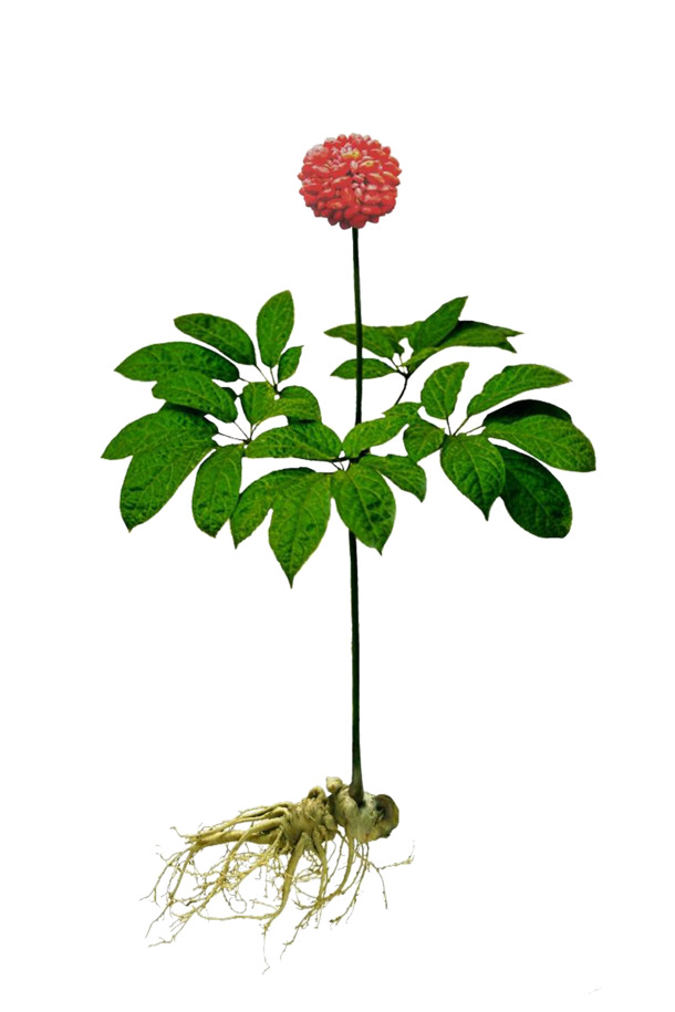 妇女节PNG素材，三七花高清透明图片，节日元素设计下载