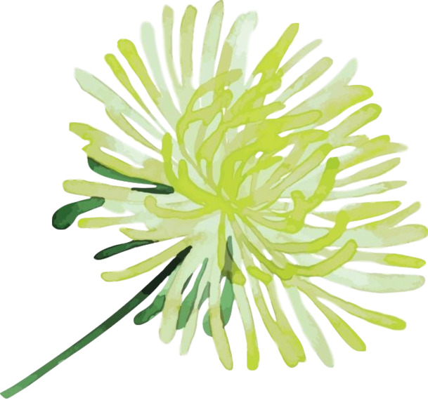 国潮绿色菊花PNG素材，中国风植物装饰元素，高清透明图片，免费下载