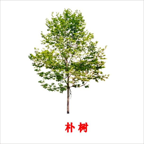 朴树PNG透明图集，动植物元素丰富，高清设计素材下载