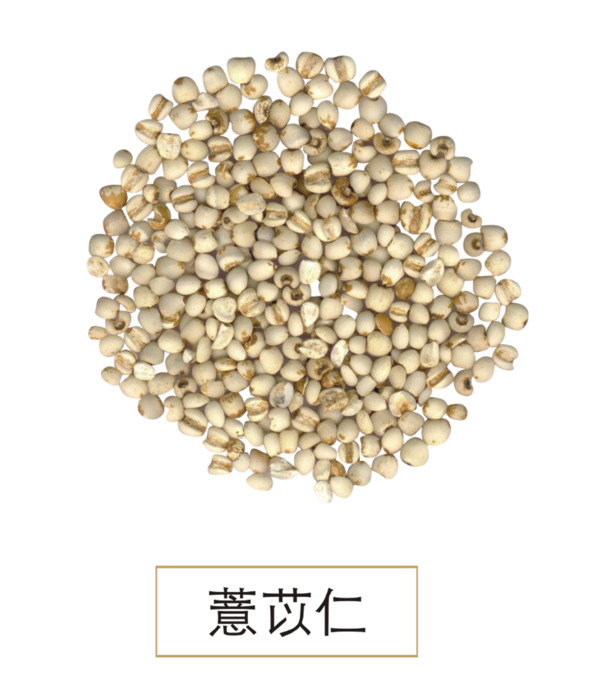 中国风薏苡仁PNG透明图片，高清装饰元素，设计素材免费下载