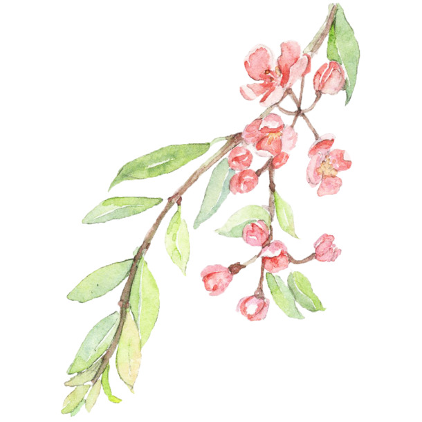 清新小花卡通插画，25款高清PNG透明免扣元素，创意图片设计素材下载