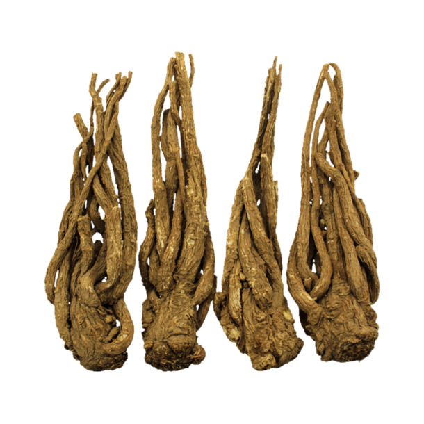 无硫当归中药PNG透明图，动植物元素植物设计素材高清下载