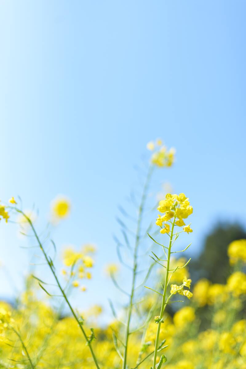 日系油菜花高清JPG，文艺清新设计素材，免费下载