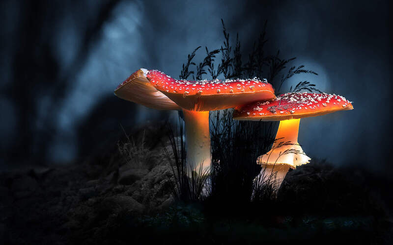 蘑菇之美，静谧高清JPG摄影/风景设计素材下载