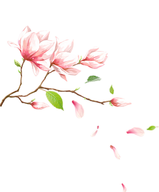 玉兰花PNG高清透明素材，漂浮花瓣图片，设计元素免费下载