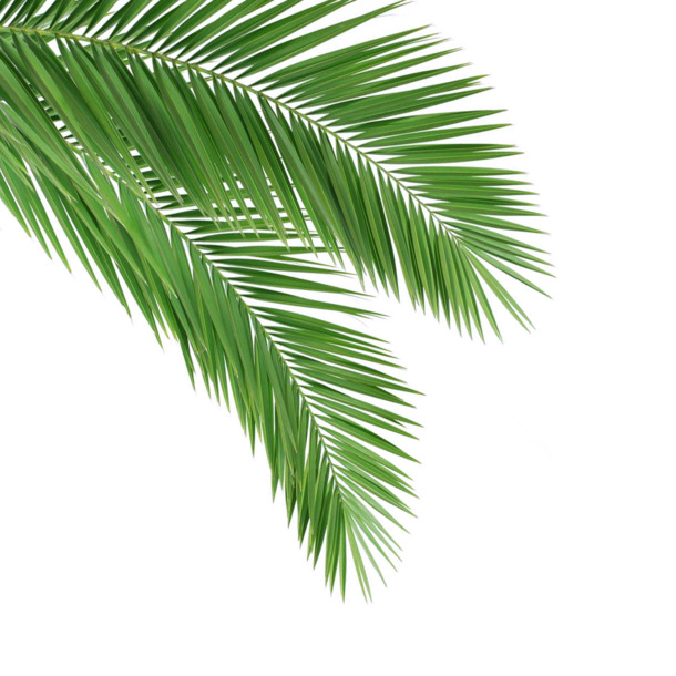 夏日棕榈叶高清PNG，绿色植物装饰元素，透明图片设计素材下载