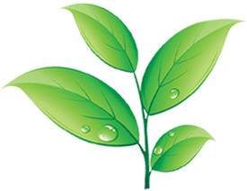 高清手绘绿色水珠树叶PNG透明图，节日元素设计素材下载