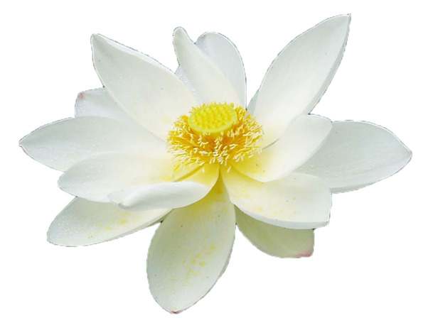 高清PNG透明睡莲花蕊图片，白黄绽放，动植物元素丰富，设计素材下载