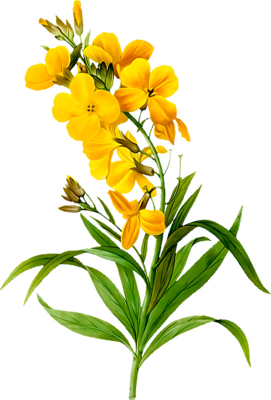 手绘黄花绿叶PNG素材，高清透明图片，漂浮元素，设计素材免费下载
