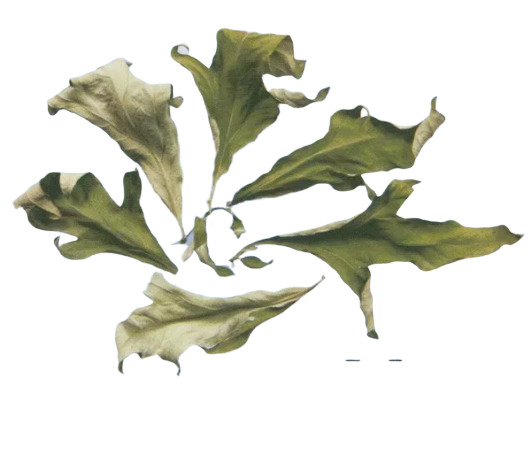 中药艾叶高清PNG透明图，动植物元素，植物设计素材下载