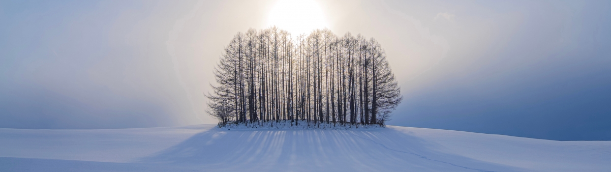 冬日雪景树影斑驳，太阳温暖照耀，3840x1080超清4K风景壁纸免费下载
