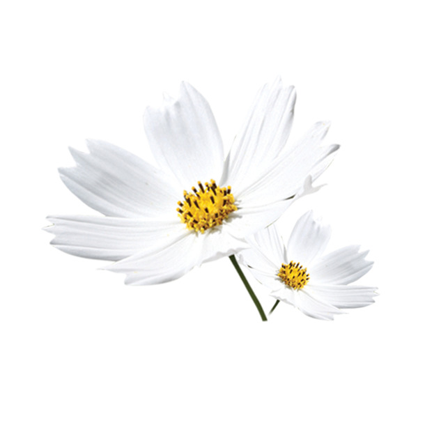 高清白色菊花PNG素材，透明漂浮花瓣，设计元素免抠下载