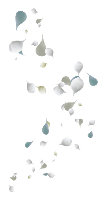 高清透明PNG白色玫瑰花瓣漂浮元素，设计素材免费下载