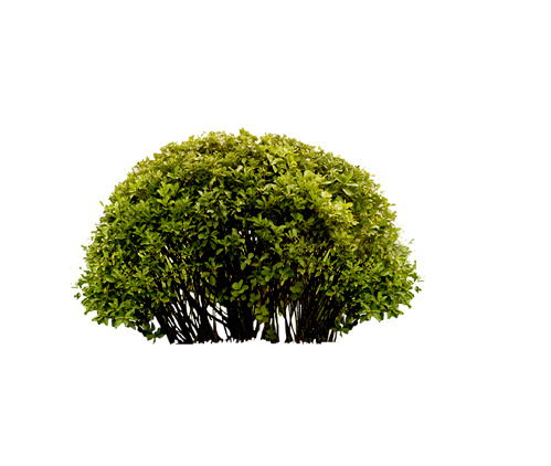 圆形小灌木PNG透明图片，动植物元素设计素材高清下载