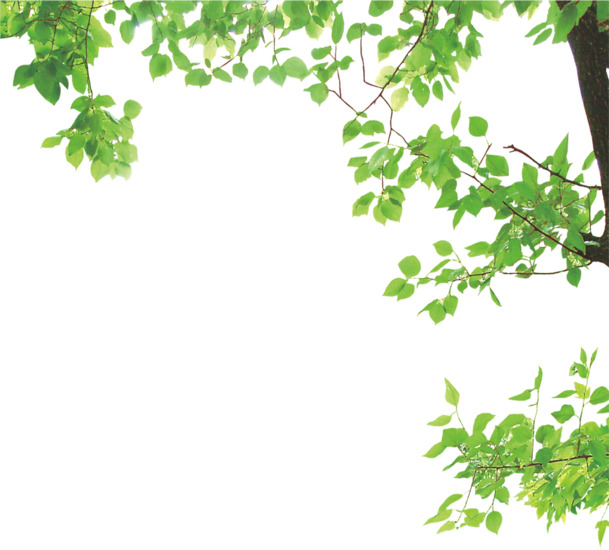 绿色树枝PNG透明图，高清动植物元素，植物设计素材免费下载
