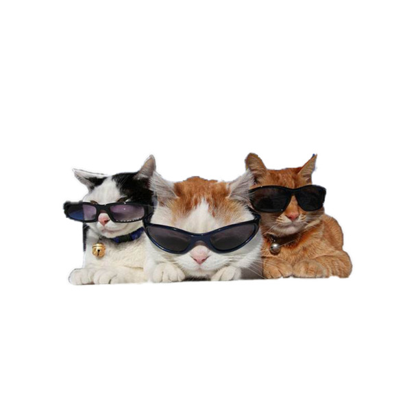 三只眼镜猫PNG透明图，动植物元素动物设计素材，高清下载