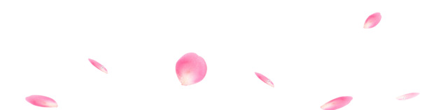 妇女节节日元素PNG透明图片，高清花瓣背景设计素材下载