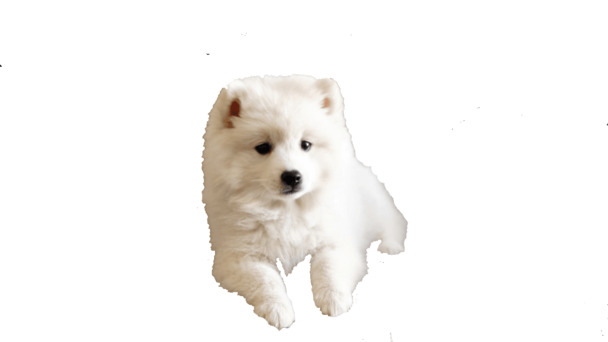 博美犬PNG透明图集，高清动植物元素，创意动物图片设计素材下载