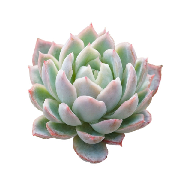 多肉植物PNG素材，小清新透明动植物元素，高清图片设计下载