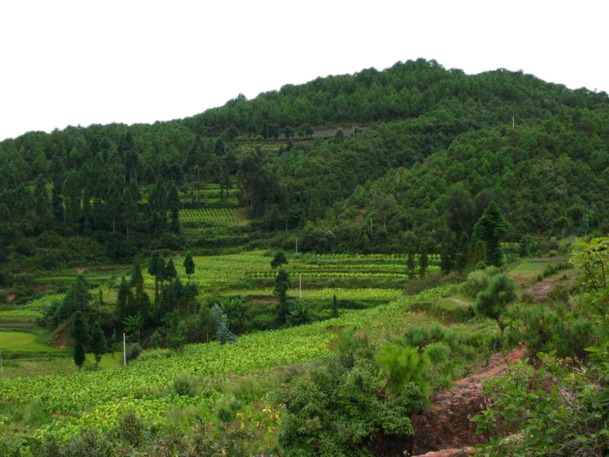 绿色自然美景PNG透明背景，高清摄影风景图片素材下载