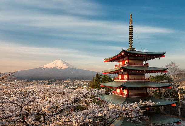 日本阁楼樱花PNG背景图，高清透明，卡通手绘风格，设计素材免费下载
