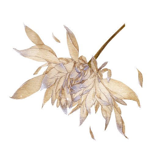 昙花PNG透明图片，高清植物装饰元素，设计素材免费下载