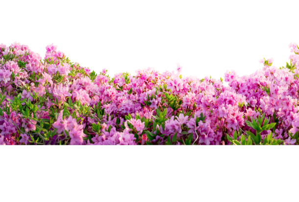 春日鲜花绽放，高清PNG透明背景花海图片素材下载