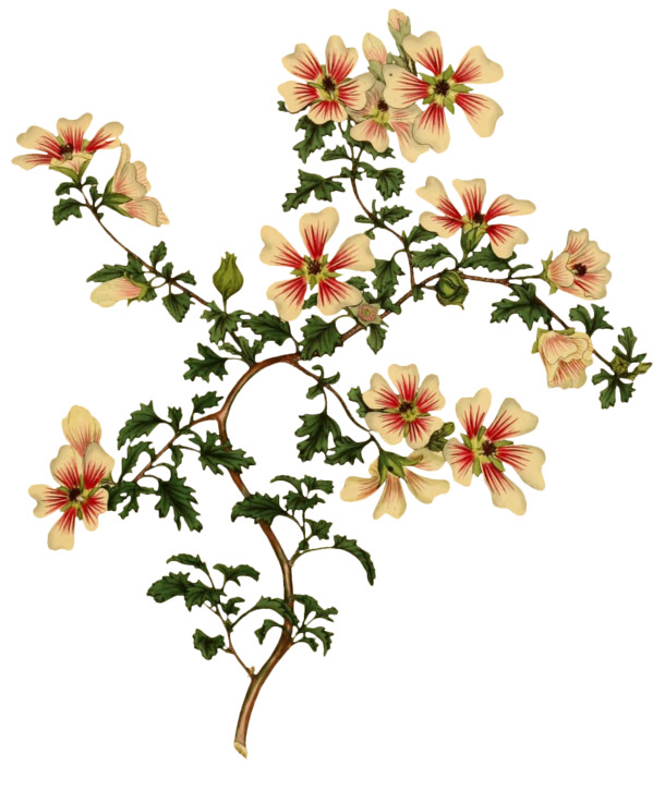 复古手绘植物插画，高清PNG透明动植物元素，设计素材免费下载