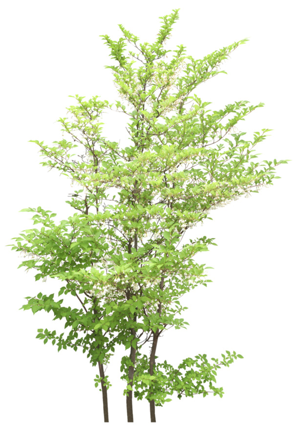 手绘植物高清PNG素材，绿植花树透明图片，动植物元素设计下载