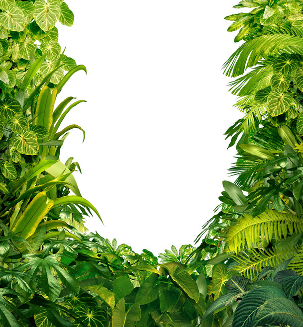 高清绿色植物边框PNG背景图，透明绿叶H5设计素材下载