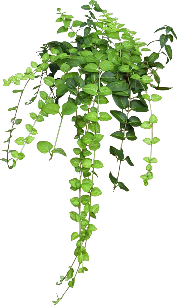 绿萝装饰植物PNG透明图，动植物元素设计素材，高清下载
