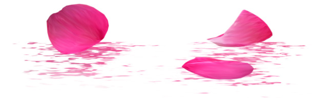 粉色玫瑰花瓣水波透明PNG，高清美景素材下载