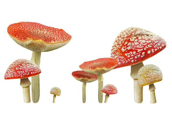 高清PNG透明图片，蘑菇朵朵漂浮花瓣素材，设计必备，免费下载