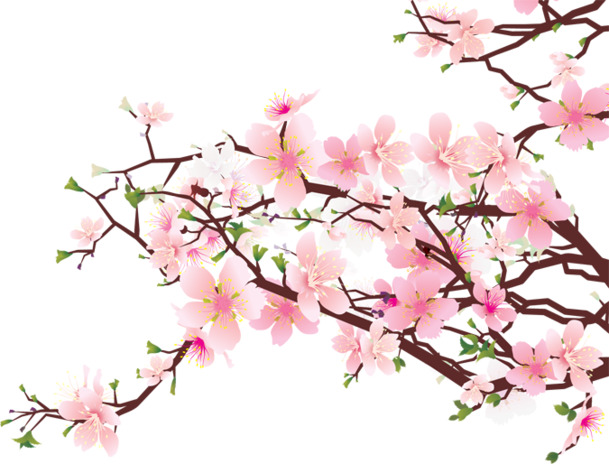 立冬梅花PNG透明图，高清装饰元素，植物图片设计素材下载