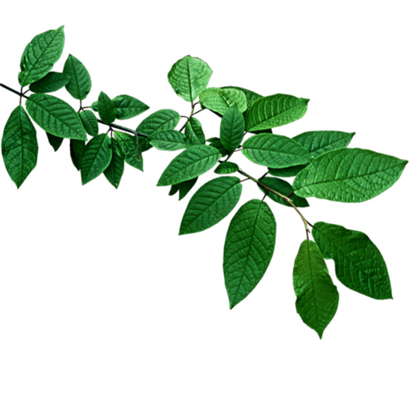 绿植叶子PNG透明图，动植物元素高清素材，设计必备，免费下载